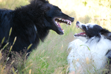 Bild Hunde beim Spiel