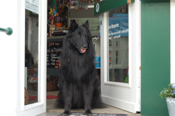 Bild Hund in der Ladentür